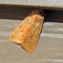 Shield-backed Cutworm Moth thumbnail 2