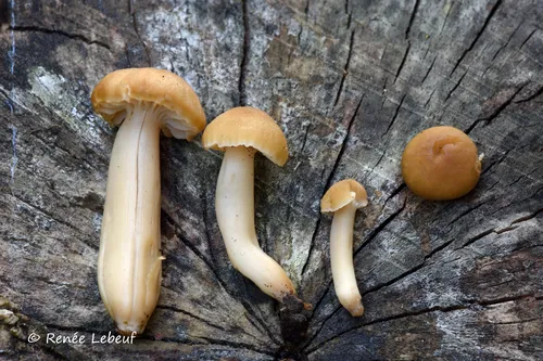 Camarophyllopsis deceptiva