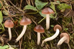 Toasted Waxcap thumbnail 2