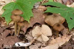 Entoloma avellaneosquamosum thumbnail 2