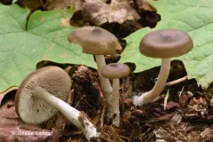 Entoloma sericatum thumbnail 4