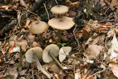 Entoloma gracilipes thumbnail 1