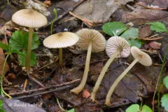 Entoloma cornicolor thumbnail 4