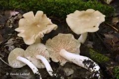 Entoloma whiteae thumbnail 3