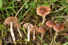 Naucoria bohemica thumbnail 3