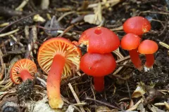 Hygrocybe marchii thumbnail 4