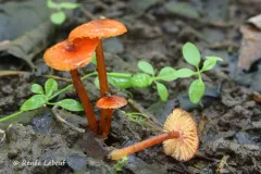 Hygrocybe minutula thumbnail 1