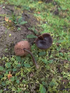 Entoloma vindobonense thumbnail 1