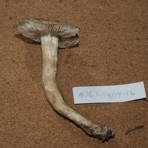 Tricholoma subumbrinum