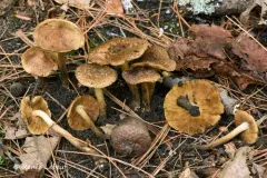 Inocybe luteifolia thumbnail 2