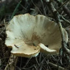 Clitocybe deceptiva thumbnail 2