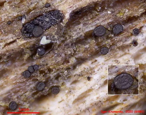 Durella connivens