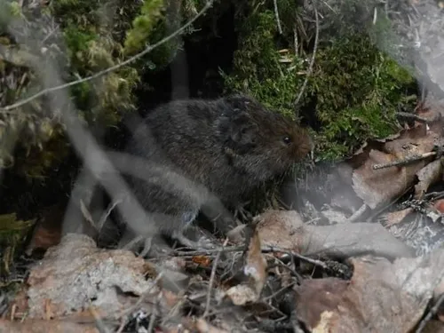 Rock Vole