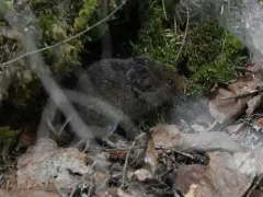 Rock Vole thumbnail 1