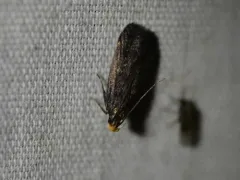 Dichomeris purpureofusca thumbnail 2
