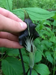 small Jack-in-the-pulpit thumbnail 3