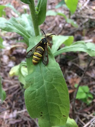 Spartans' clearwing