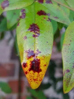 Pseudocercospora nandinae thumbnail 2