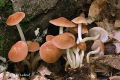 Marasmius spissus thumbnail 3