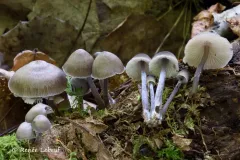 Mycena algeriensis thumbnail 2