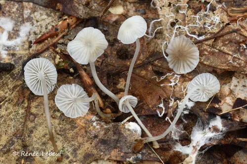 Mycena fagetorum