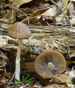 Psathyrella seminuda thumbnail 3