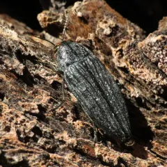 Pink-faced jewel beetle thumbnail 2