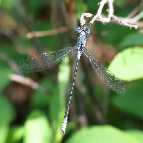 Northern Spreadwing