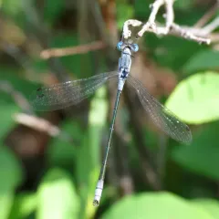 Northern Spreadwing thumbnail 1