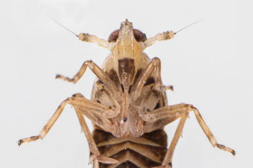 Megamelus distinctus