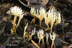 Ramariopsis luteo-ochracea thumbnail 3