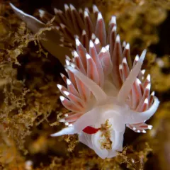 Red-fingered Coryphella thumbnail 2