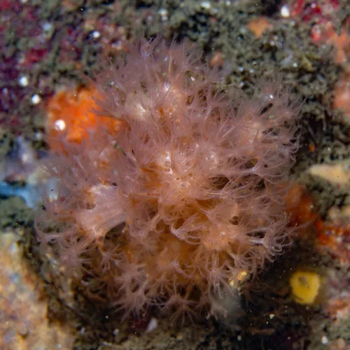 Sea Strawberry