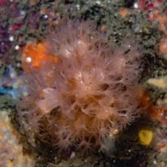 Sea Strawberry thumbnail 1