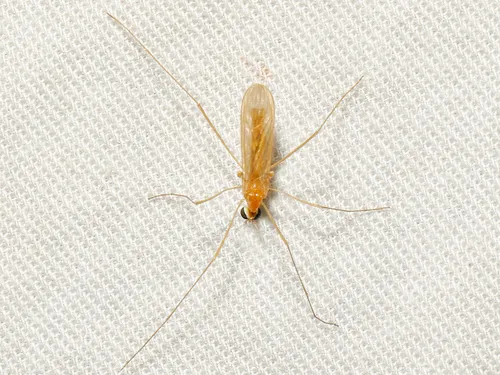 Erioptera megophthalma
