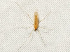 Erioptera megophthalma thumbnail 1