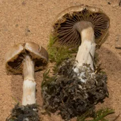 Cortinarius sordidemaculatus thumbnail 2