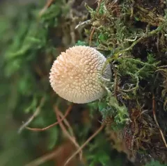 Bryoperdon acuminatum thumbnail 4