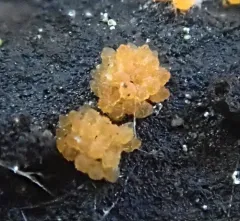 Flammocladiella anomiae thumbnail 2