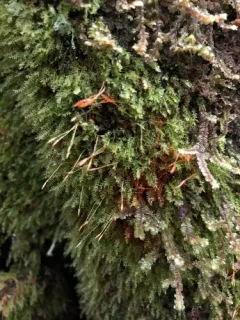 Geniculate Four-tooth Moss thumbnail 3