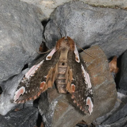 Dogwood Thyatirid Moth