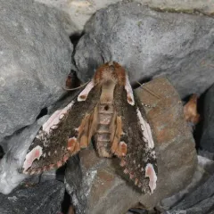 Dogwood Thyatirid Moth thumbnail 1