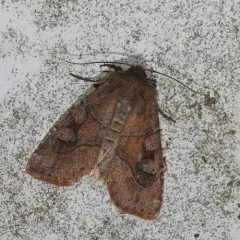 Norman's Quaker thumbnail 3