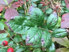 Rose Black Spot thumbnail 2