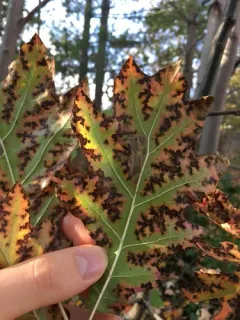 bacterial leaf scorch thumbnail 3