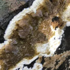 wet rot thumbnail 2