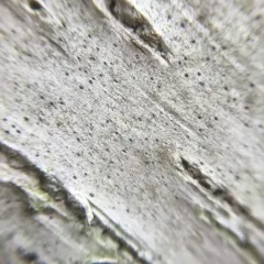 Birchbark Dot Lichen thumbnail 4