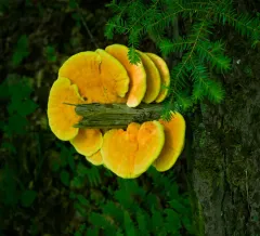 Laetiporus huroniensis thumbnail 4
