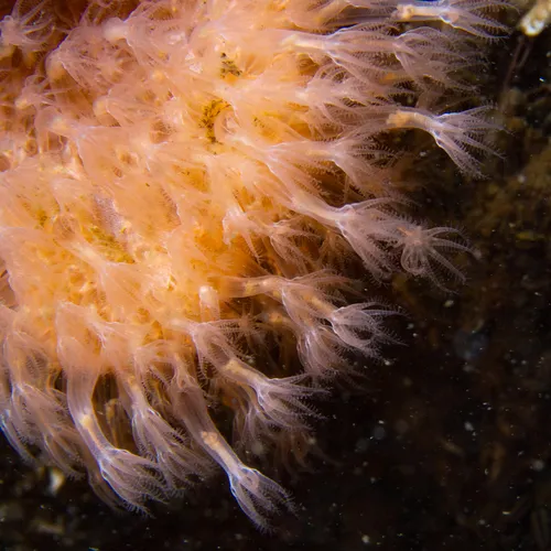 Alcyonium siderium