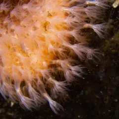 Alcyonium siderium thumbnail 1